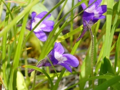 Pinguicula macroceras