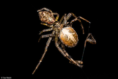 Thomisidae