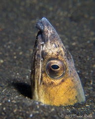 Ophichthus altipennis