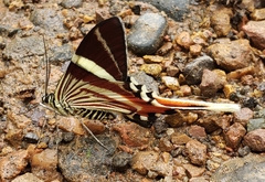 Erateina staudingeri