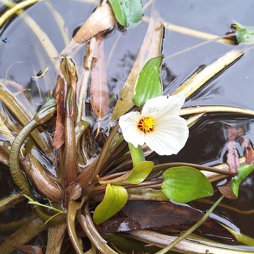 Image of Swamp Lily (Ottelia ovalifolia) by (c) Greg Tasney, some rights reserved (CC BY-SA)