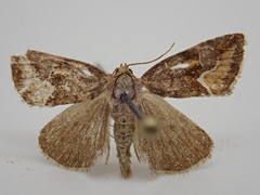 Deltote bellicula