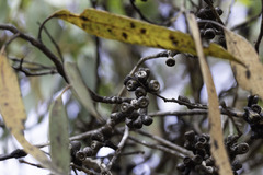 Eucalyptus rugosa