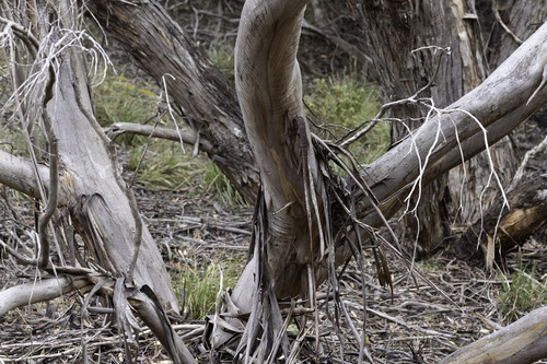 Eucalyptus rugosa, photograph 2