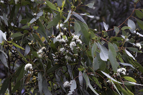 Kingscote mallee (Eucalyptus rugosa)
