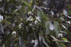 author not stated, no rights reserved Eucalyptus rugosa, photograph author not stated, no rights reserved