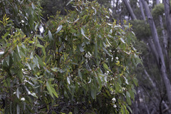 author not stated, no rights reserved Eucalyptus rugosa, photograph author not stated, no rights reserved