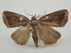 Capis curvata