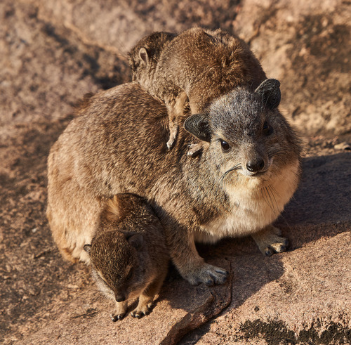Bush Hyrax, Babati Rural, Tanzania, photo 10 of 10