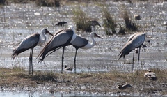 Bugeranus carunculatus