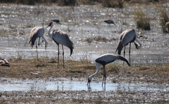 Bugeranus carunculatus