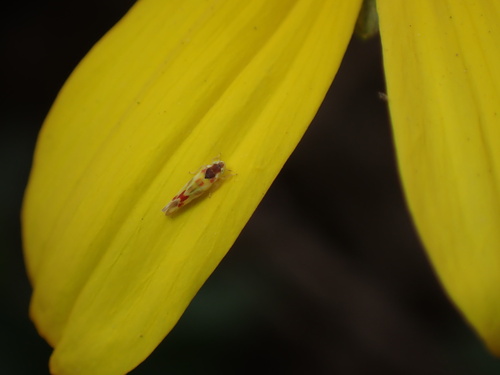 iNaturalist observation photo of Zyginama