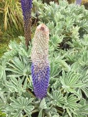 Lupinus luisanae ocetensis