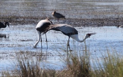 Bugeranus carunculatus