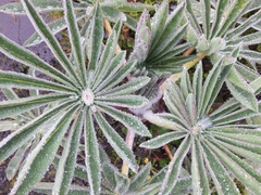 Lupinus luisanae ocetensis