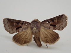Oligia minuscula