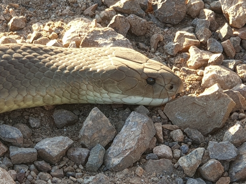 Mulga Snake sighting