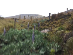 Lupinus luisanae ocetensis