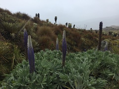 Lupinus luisanae ocetensis
