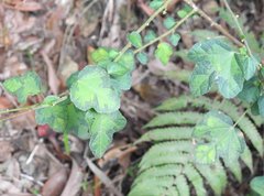 Urena procumbens