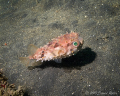 Cyclichthys orbicularis