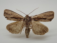 Apamea verbascoides