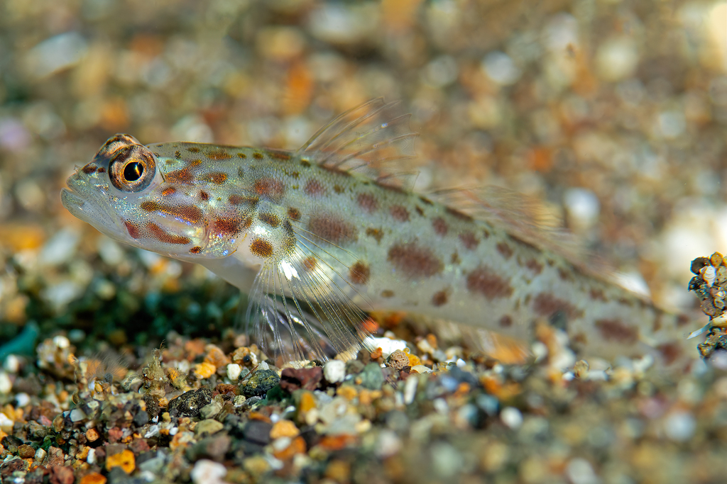Gold-specked prawn-goby (Ctenogobiops pomastictus) — Gobiidae