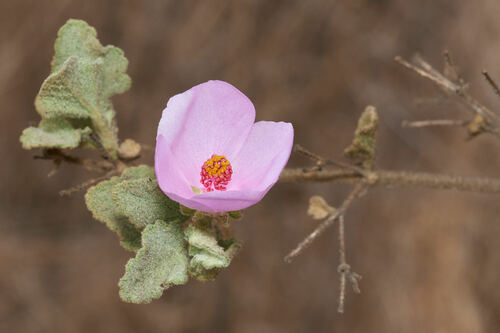 Ensenada bushmallow (Malacothamnus foliosus)