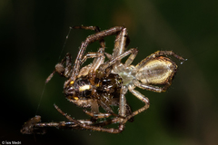 Thomisidae