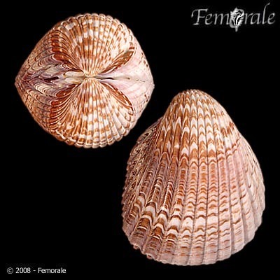 Mexican Cockle