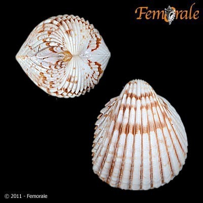 Mexican Cockle
