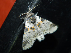 Furcula occidentalis