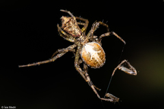 Thomisidae
