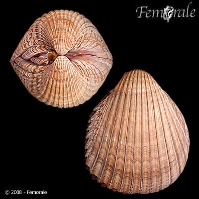 Mexican Cockle
