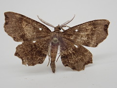 Cepphis decoloraria
