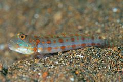 Maiden Goby photo 3