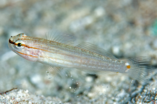 Orange-striped goby (Amblygobius decussatus) — Gobiidae — 2