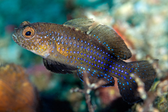 Striped Goby photo 4