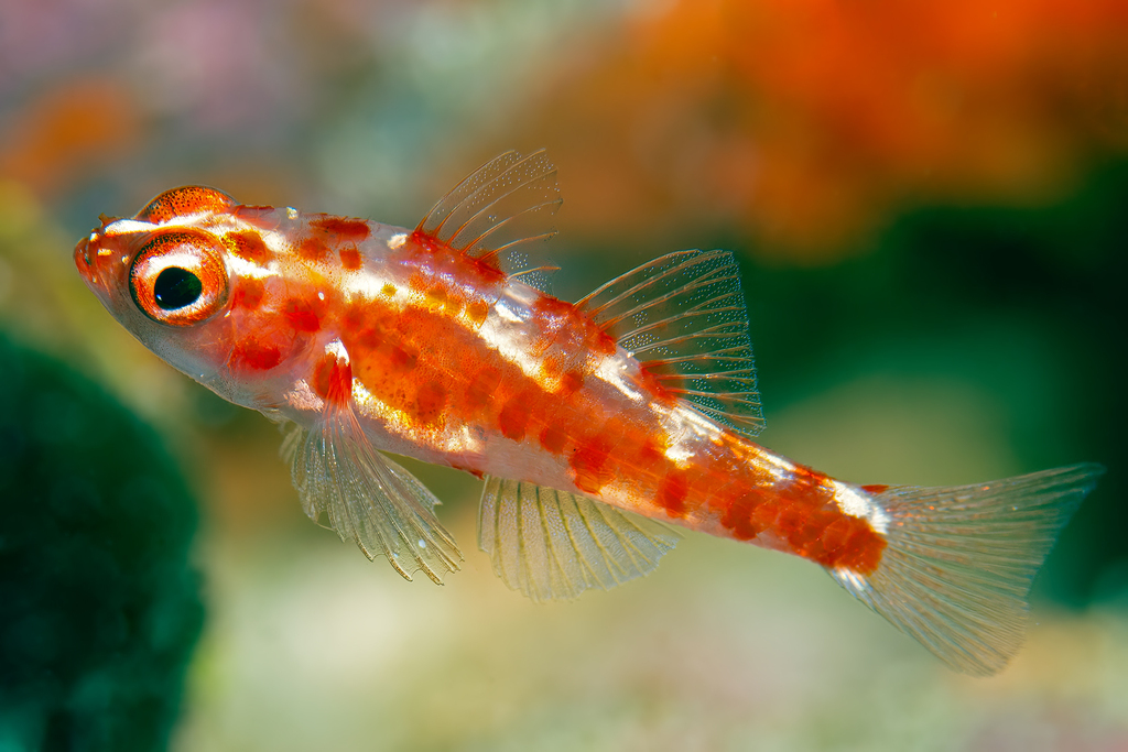 Firecracker Goby