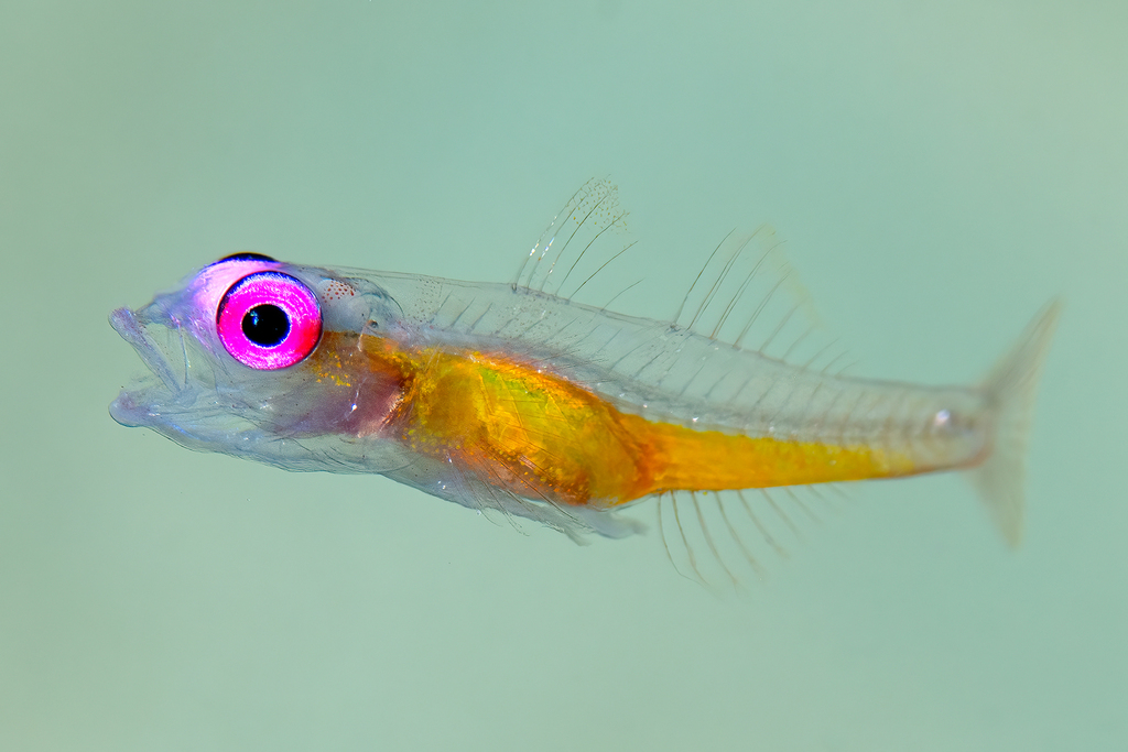 Hovering Goby