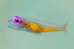 Hovering Goby photo 1