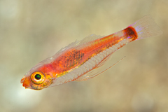 Nasal Dwarfgoby photo 4