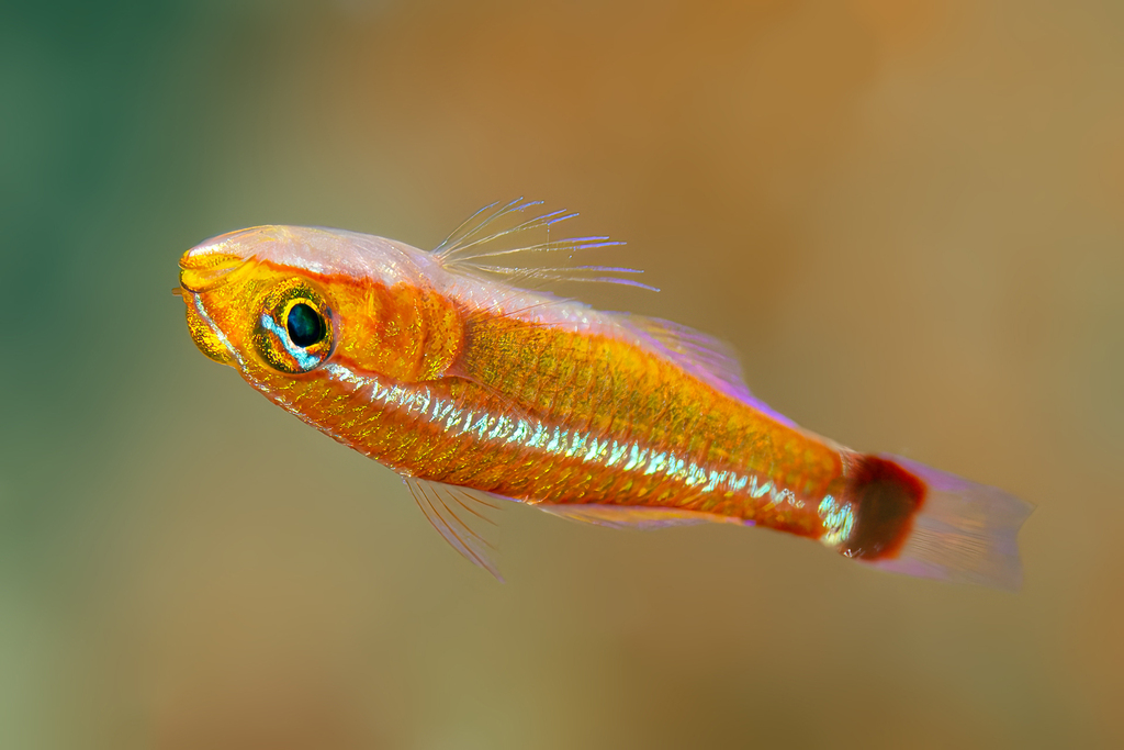 Holleman's Pygmygoby