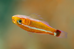 Holleman's Pygmygoby photo 1