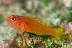 Redspot Dwarfgoby photo 1