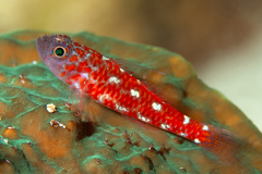 Naude's Dwarfgoby photo 1