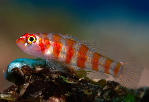 Pallid pygmygoby (Trimma cana) — Gobiidae — 3
