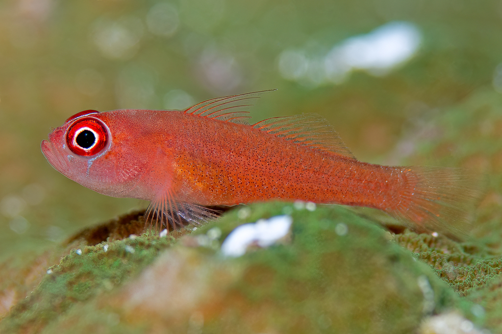 Redface Dwarfgoby