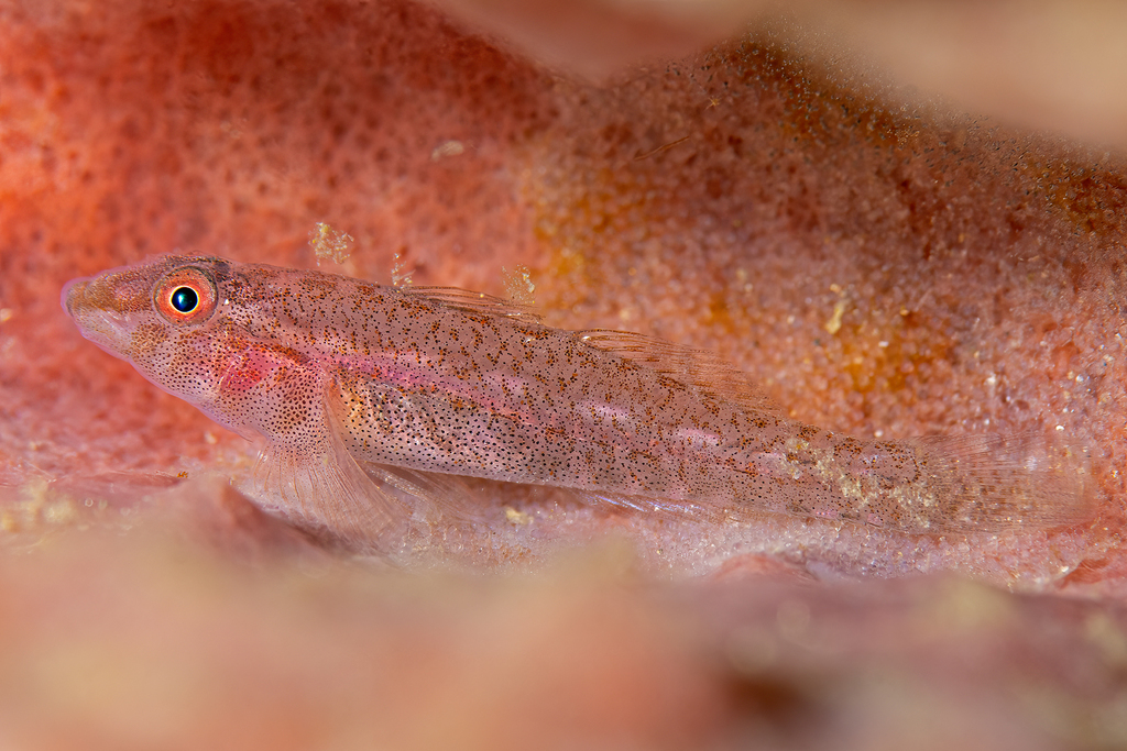 Barrel-Sponge Ghostgoby