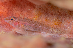 Barrel-Sponge Ghostgoby photo 1